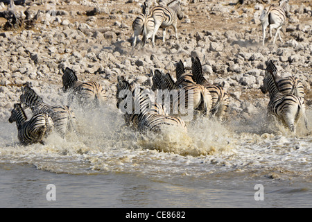 Les zèbres qui s'exécutant à partir de points d'eau, Etosha National Park, Namibie Banque D'Images