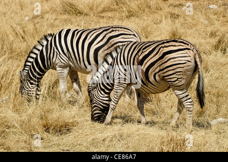 Les zèbres de Burchell ou plaine (un blessé), le pâturage, Etosha National Park, Namibie Banque D'Images