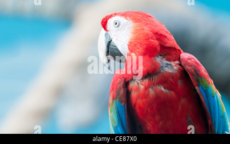 Belle et colorée Parrot. Fond bleu et blanc. L'espace pour copier. Banque D'Images