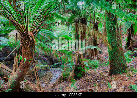 Maits Rest forest dans le Otway Ranges Victoria Australie Banque D'Images