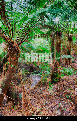 Maits Rest forest dans le Otway Ranges Victoria Australie Banque D'Images