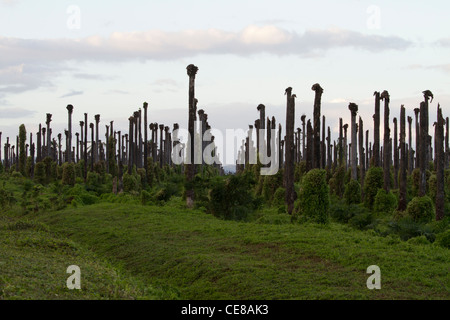 Plantation de palmier à huile Banque D'Images