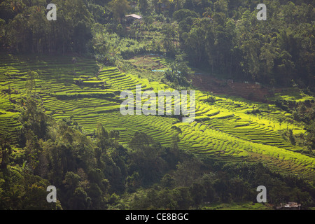 Le Sri Lanka, la Province du Centre, au sud de Kandy, le riz paddy, riz paysage champs Banque D'Images
