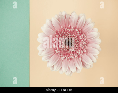 Gerber daisy blossom rose pâle sur fond de couleur pastel Banque D'Images