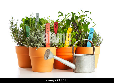 Variété d'herbes du jardin en pots de fleurs et d'arrosoir Banque D'Images