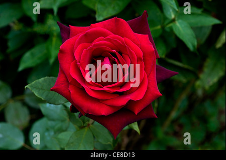 Fleur rose rouge fond vert Banque D'Images