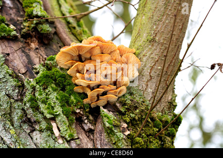 Champignon Armillaria mellea miel sur tronc d'arbre Banque D'Images