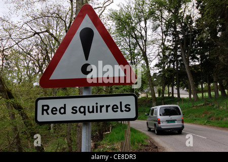 L'Écureuil rouge de signalisation par la route à Strathdon Banque D'Images