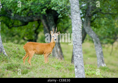 Chevreuil buck en forêt de bouleaux en été, les Cairngorms. Banque D'Images