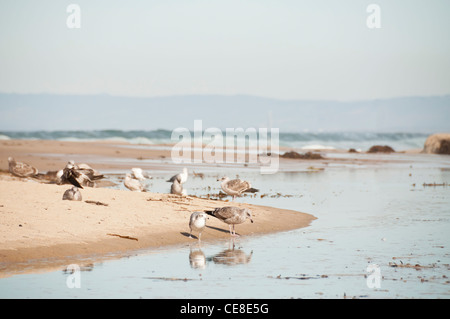 Les mouettes se nourrir dans un bassin de marée sur la plage avec l'océan dans l'arrière-plan Banque D'Images