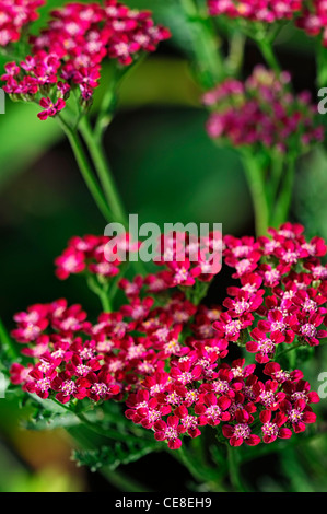 L'Achillea millefolium cerise reine des fleurs roses d'été commune closeup portrait portraits de plantes vivaces yarrows Banque D'Images