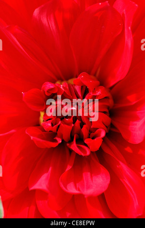 Dahlia fleur rouge close up plans rapprochés plantes vivaces Banque D'Images