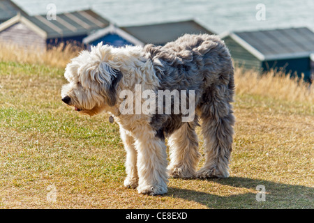 Un vieux, vieux chien de berger anglais et des cabines de plage à l'avant, Tankerton de Whitstable, Kent, UK. Banque D'Images