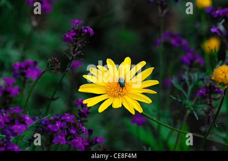 Euryops chrysanthemoides fleur jaune fleurs fleurs vivaces automne automne automne plans rapprochés close-ups seul daisy Banque D'Images