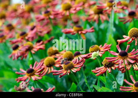 Helenium loysder wieck orange rouge fleurs vivaces sneezeweeds sneezeworts heleniums portraits usine sneezewee point sélective Banque D'Images