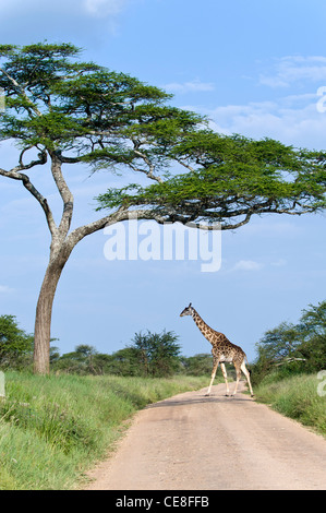 L'Ouganda Girafe Giraffa camelopardalis rothschildi traversent la route au Serengeti, Tanzanie à Seronera Banque D'Images