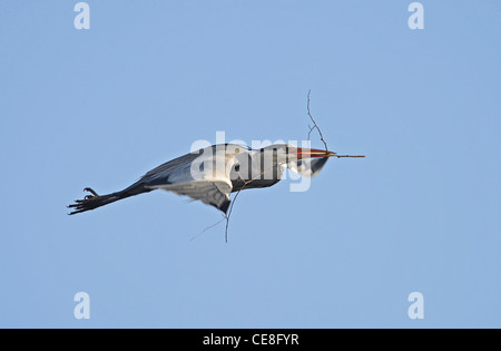 Héron gris adultes avec twig ou petite branche dans son bec au cours de la période de nidification. Banque D'Images