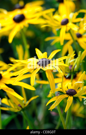 Rudbeckia fulgida var sullivantii goldsturm rudbeckias coneflowers centre noir jaune vif fleurs fleurs Banque D'Images