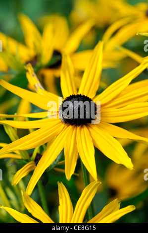 Rudbeckia fulgida var sullivantii goldsturm rudbeckias coneflowers centre noir jaune vif fleurs fleurs Banque D'Images