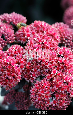 Sedum jose aubergine portraits usine gros plan fleurs roses vivaces pierre stonecrops sédums récolte selective focus Banque D'Images