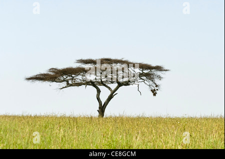 Des plaines du Serengeti gras avec parapluie Thorn Acacia (Acacia tortilis) au Serengeti en Tanzanie Seronera Banque D'Images