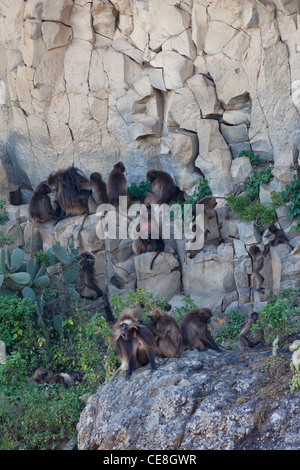 Theropithecus Gelada babouins (Papio gelada). Et les jeunes adultes. Endémique. Highlands. L'Éthiopie. Rock face nuit refuge. Banque D'Images