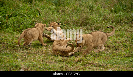 Quatre lionceaux environ un mois à jouer ensemble Banque D'Images