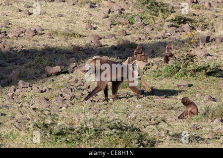 Theropithecus Gelada babouins (Papio gelada). Et les jeunes adultes. La recherche de nourriture. Highlands. Endémique. L'Éthiopie. Banque D'Images