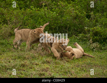 Quatre lionceaux, environ un mois, jouer ensemble à l'état sauvage Banque D'Images