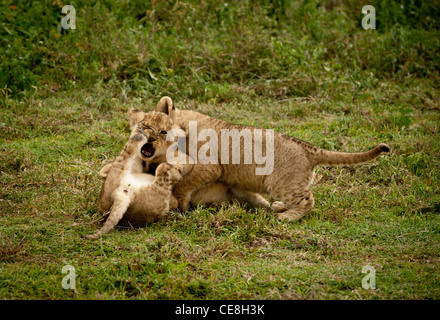 Des lionceaux jouer ensemble et obtenir dans un enchevêtrement. L'un des lionceaux paw est poussée dans le nez de l'autre Banque D'Images