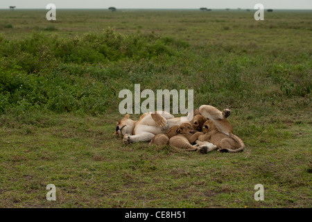 Lionne portant sur les plaines du Serengeti, Tanzanie nourrissant ses quatre louveteaux Banque D'Images