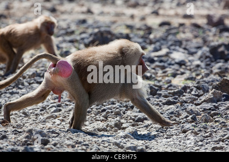 Le babouin Hamadryas (Papio hamadryas). Des hommes. Un membre d'un troup de décisions pour un trou d'arrosage. Parc national Awash. L'Éthiopie. Banque D'Images