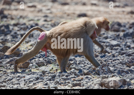 Le babouin Hamadryas (Papio hamadryas). Des hommes. Un membre d'un troup de décisions pour un trou d'arrosage. Parc national Awash. L'Éthiopie. Banque D'Images