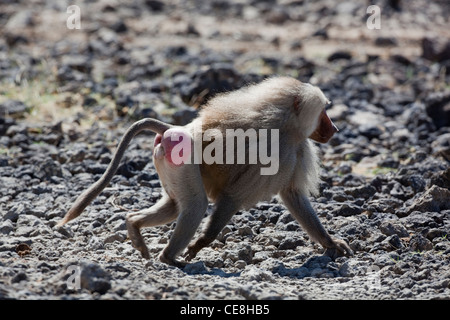 Les babouins Hamadryas (Papio hamadryas). Des hommes. Membre d'une troupe de décisions pour un trou d'arrosage. Parc national Awash. L'Éthiopie. Banque D'Images