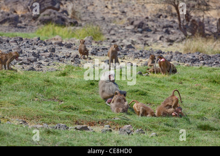 Les babouins Hamadryas (Papio hamadryas). Des hommes. Surveiller les femelles à un point d'eau. Parc national Awash. L'Éthiopie. Banque D'Images