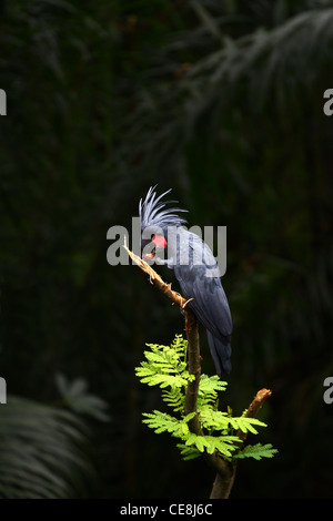 Un palmier noir cacatoès mange sur une branche solitaire Banque D'Images