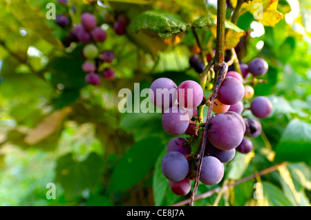 Raisins sur la vigne. Close up piscine photo de grand, violet, raisins mûrs. Image fruits de couleur vertical avec des feuilles vertes. Banque D'Images