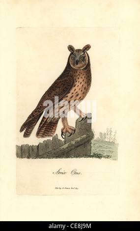 Hibou moyen-duc, Asio otus. Banque D'Images