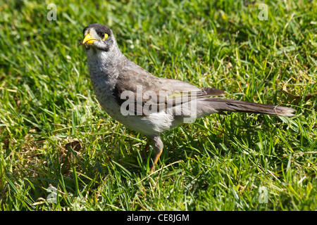 Noisy Miner (Manorina melanocephala) avec les fourmis dans son bec, le domaine, Sydney, Australie Banque D'Images