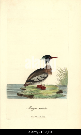 Red-breasted merganser Mergus serrator,. Banque D'Images