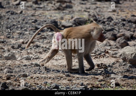 Le babouin Hamadryas (Papio hamadryas). Mâle adulte. Debre Libanos Gorge, l'Éthiopie. Banque D'Images