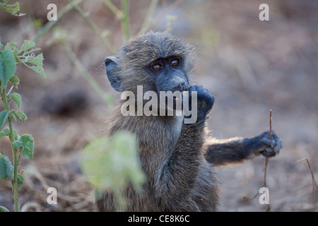 D'olive ou d'Anubis babouin (Papio anubis). Les juvéniles. Parc national Awash. L'Éthiopie. Pouces opposables à l'aide de tenir des articles alimentaires. Banque D'Images