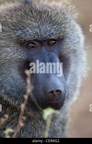 D'olive ou d'Anubis babouin (Papio anubis). Les savanes, les prairies. L'Éthiopie. Portrait. Banque D'Images