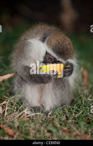 Singe grivet (Cercopithecus aethiops). L'un des singes "vert". La détention et la consommation de matières d'une orange. Centre de l'Éthiopie. Banque D'Images