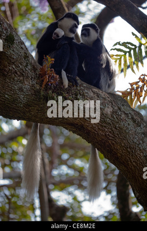 Abyssin Colobus noir et blanc ou Guereza (Colobus abyssinicus). La famille. L'Éthiopie. Banque D'Images