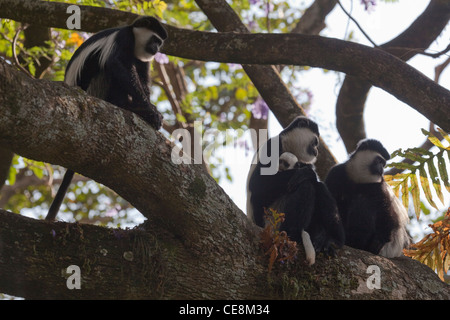 Abyssin Colobus noir et blanc ou Guereza (Colobus abyssinicus). Groupe familial. L'Éthiopie. Banque D'Images