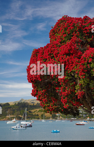 Arbre Pohutukawa et Akaroa Harbour, New Caledonia, la péninsule de Banks, Canterbury, île du Sud, Nouvelle-Zélande Banque D'Images