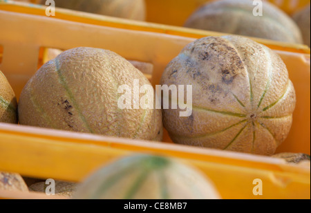 Marché de producteurs à melon rock Banque D'Images