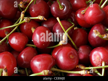 Tas de cerises fraîchement cueillies Banque D'Images