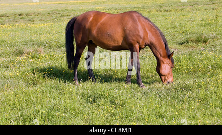 Broute des Chevaux Le domaine Banque D'Images